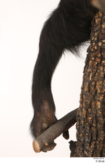 Chimpanzee Bonobo leg 0018.jpg